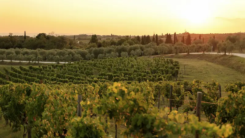 Viñedos al atardecer, tradición vinícola española